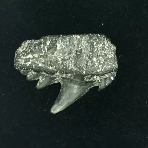 Genuine Miocene Age Hexanchus Shark Tooth Fossils From Lee Creek North Carolina For Sale #3