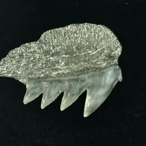 Genuine Miocene Age Hexanchus Shark Tooth Fossils From Lee Creek North Carolina For Sale #6