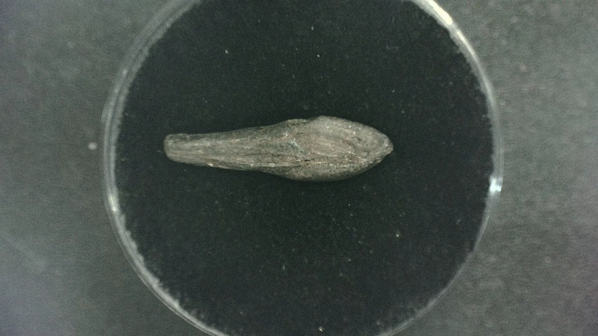 N. Carolina Lee Creek Seal Tooth 2 | Fossils for Sale Genuine Miocene Age Seal Tooth Fossils From Lee Creek North Carolina For Sale #2