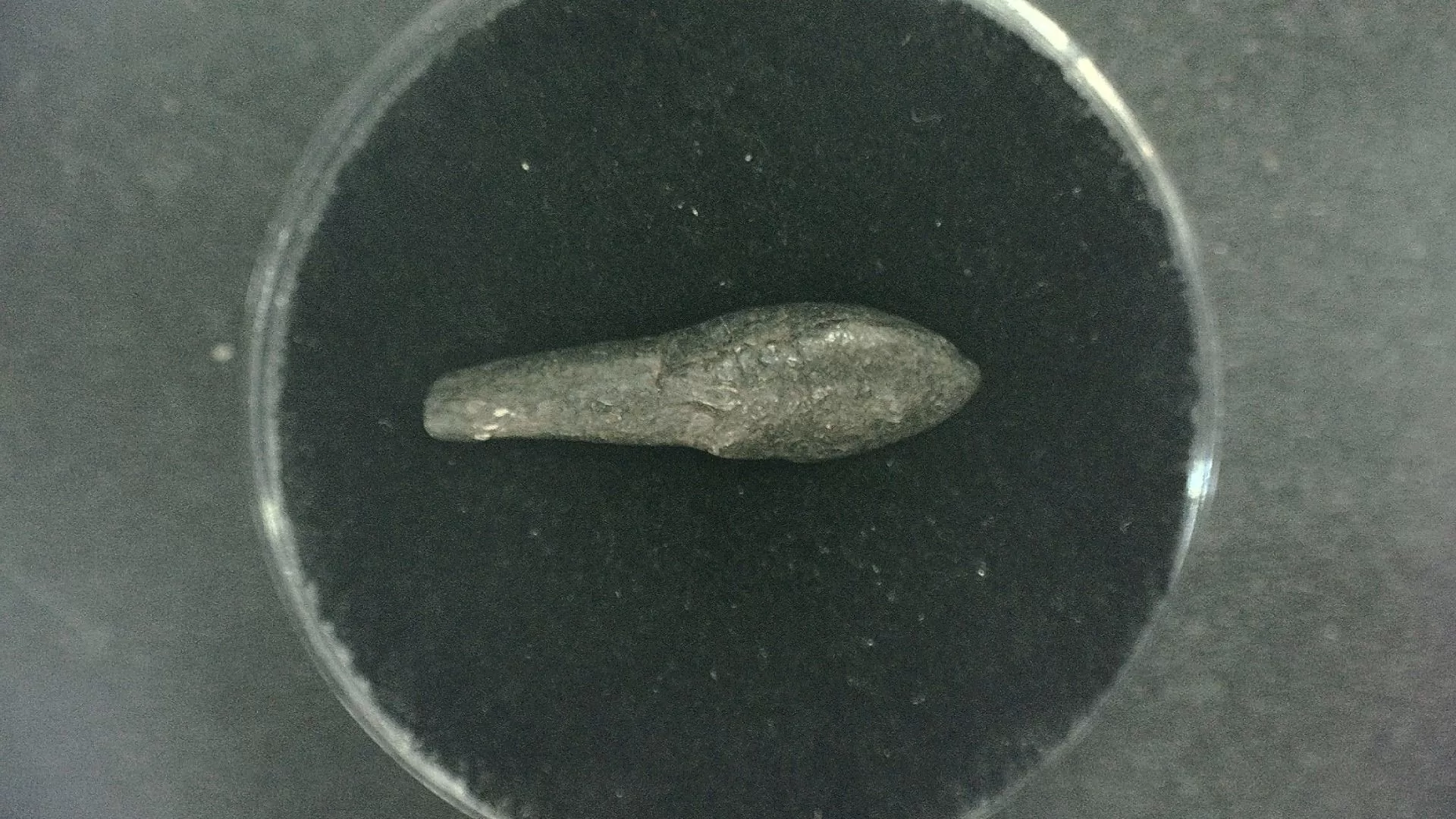 N. Carolina Lee Creek Seal Tooth 2a | Fossils for Sale Genuine Miocene Age Seal Tooth Fossils From Lee Creek North Carolina For Sale #2a