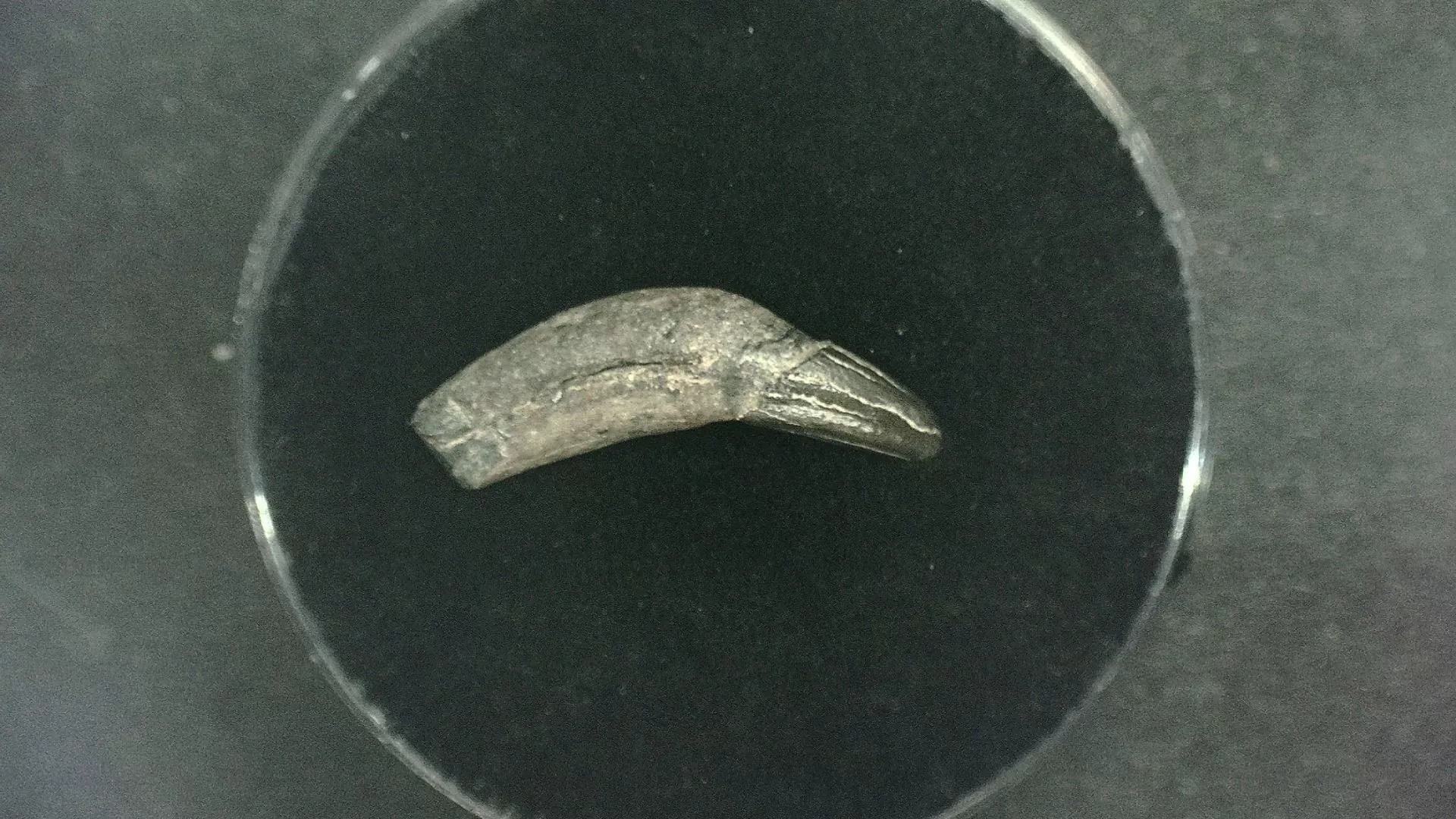 N. Carolina Lee Creek Seal Tooth 3 | Fossils for Sale Genuine Miocene Age Seal Tooth Fossils From Lee Creek North Carolina For Sale #3