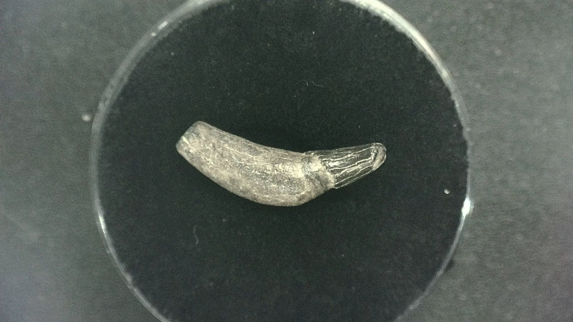 N. Carolina Lee Creek Seal Tooth 3a | Fossils for Sale Genuine Miocene Age Seal Tooth Fossils From Lee Creek North Carolina For Sale #3a