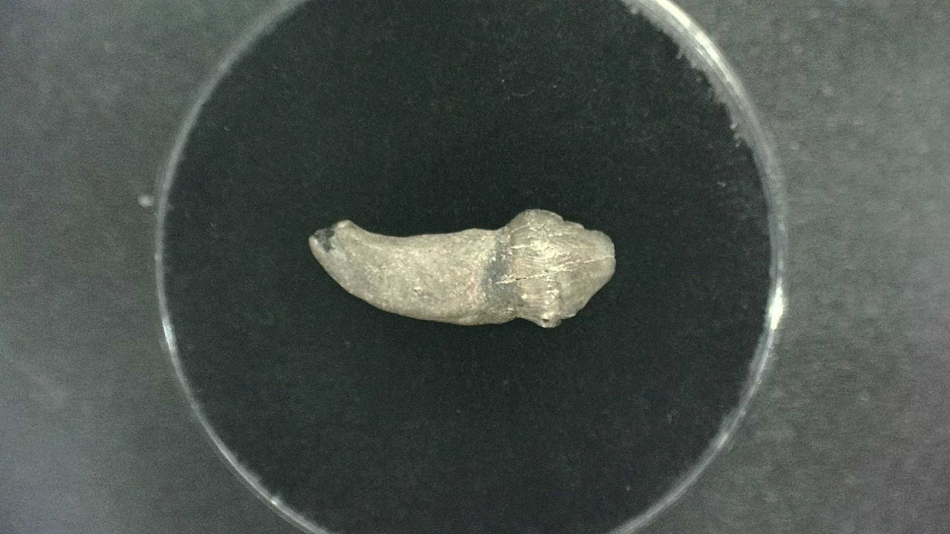 N. Carolina Lee Creek Seal Tooth 4 | Fossils for Sale Genuine Miocene Age Seal Tooth Fossils From Lee Creek North Carolina For Sale #4