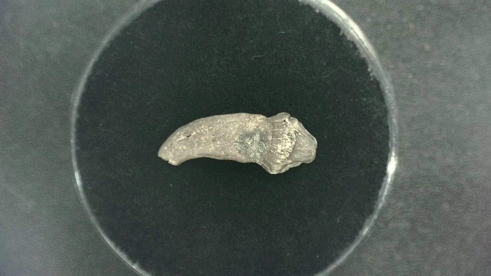 N. Carolina Lee Creek Seal Tooth 4a | Fossils for Sale Genuine Miocene Age Seal Tooth Fossils From Lee Creek North Carolina For Sale #4a