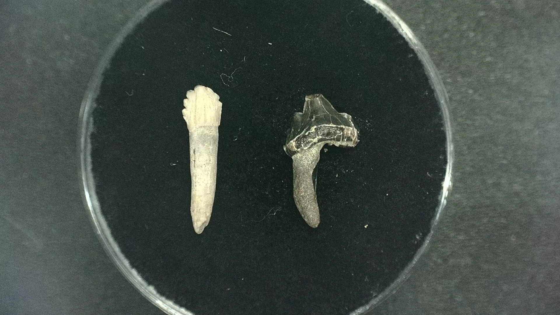 N. Carolina Lee Creek Seal Tooth 7 | Fossils for Sale Genuine Miocene Age Seal Tooth Fossils From Lee Creek North Carolina For Sale #7