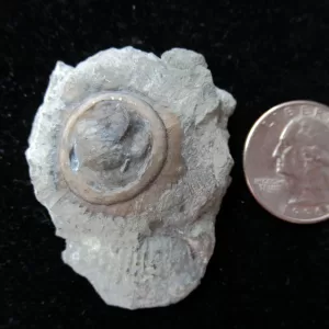 Genuine Ordovician Age Isorophus Edrioasteroid From Ohio For Sale #1