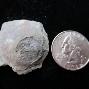 Genuine Ordovician Age Isorophus Edrioasteroid From Ohio For Sale #11