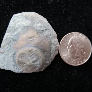 Genuine Ordovician Age Isorophus Edrioasteroid From Ohio For Sale #2