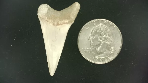 Genuine Miocene Age Isurus hastalis Shark Tooth Fossils From Bakersfield, California For Sale #25a