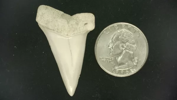 Genuine Miocene Age Isurus hastalis Shark Tooth Fossils From Bakersfield, California For Sale #30