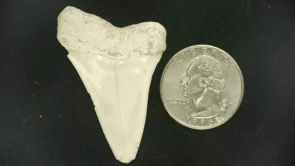 Genuine Miocene Age Isurus hastalis Shark Tooth Fossils From Bakersfield, California For Sale #34a