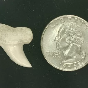 Isurus planus Shark Tooth #1
