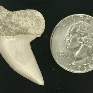 Isurus planus Shark Tooth #10