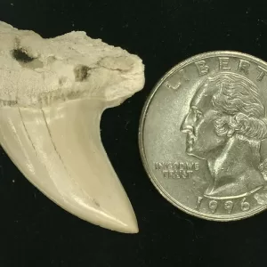 Isurus planus Shark Tooth #7