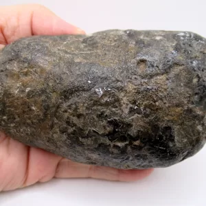 Genuine Miocene Age Megalodon Shark Coprolite Fossil for Sale from South Carolina #24