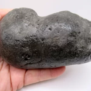 Genuine Miocene Age Megalodon Shark Coprolite Fossil for Sale from South Carolina #27