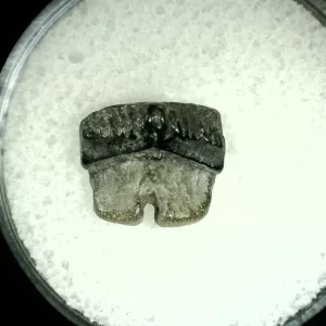 Genuine Cretaceous Age Rhombodus Ray Tooth Fossil for Sale from Texas #1