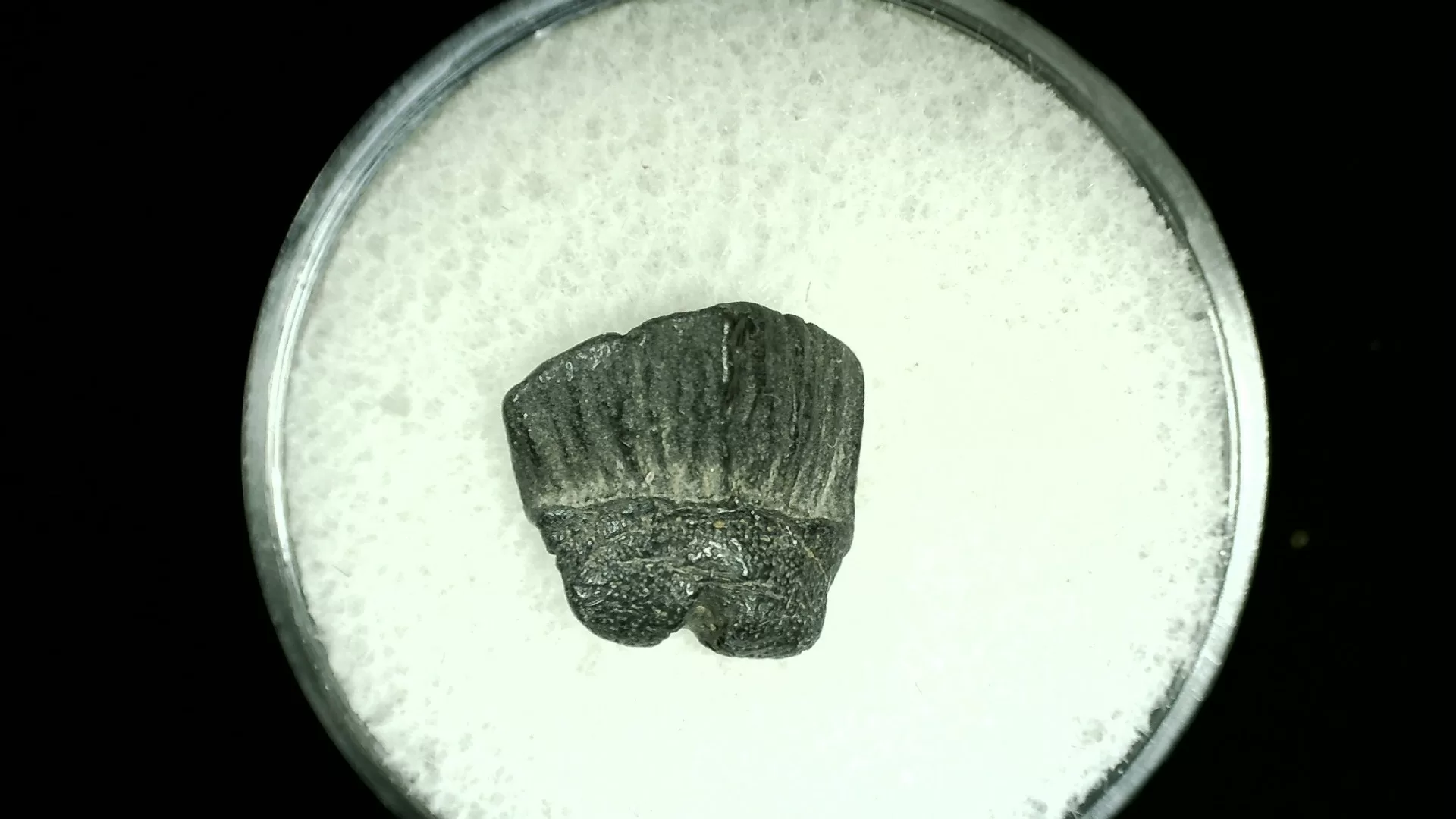 Texas Cretaceous Rhombodus Ray Tooth 11 | Fossils for Sale Genuine Cretaceous Age Rhombodus Ray Tooth Fossil for Sale from Texas #11