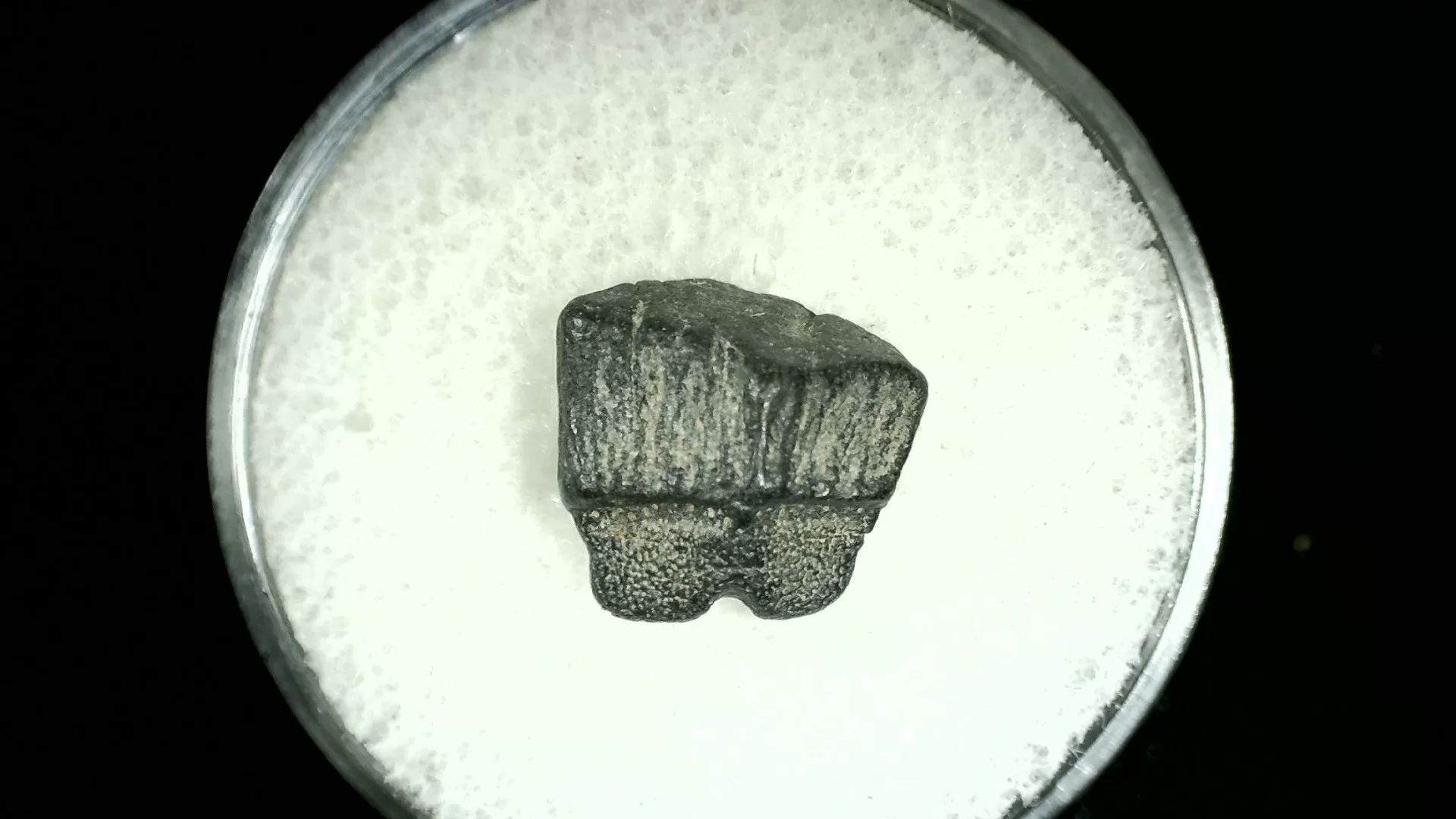Texas Cretaceous Rhombodus Ray Tooth 11a | Fossils for Sale Genuine Cretaceous Age Rhombodus Ray Tooth Fossil for Sale from Texas #11a