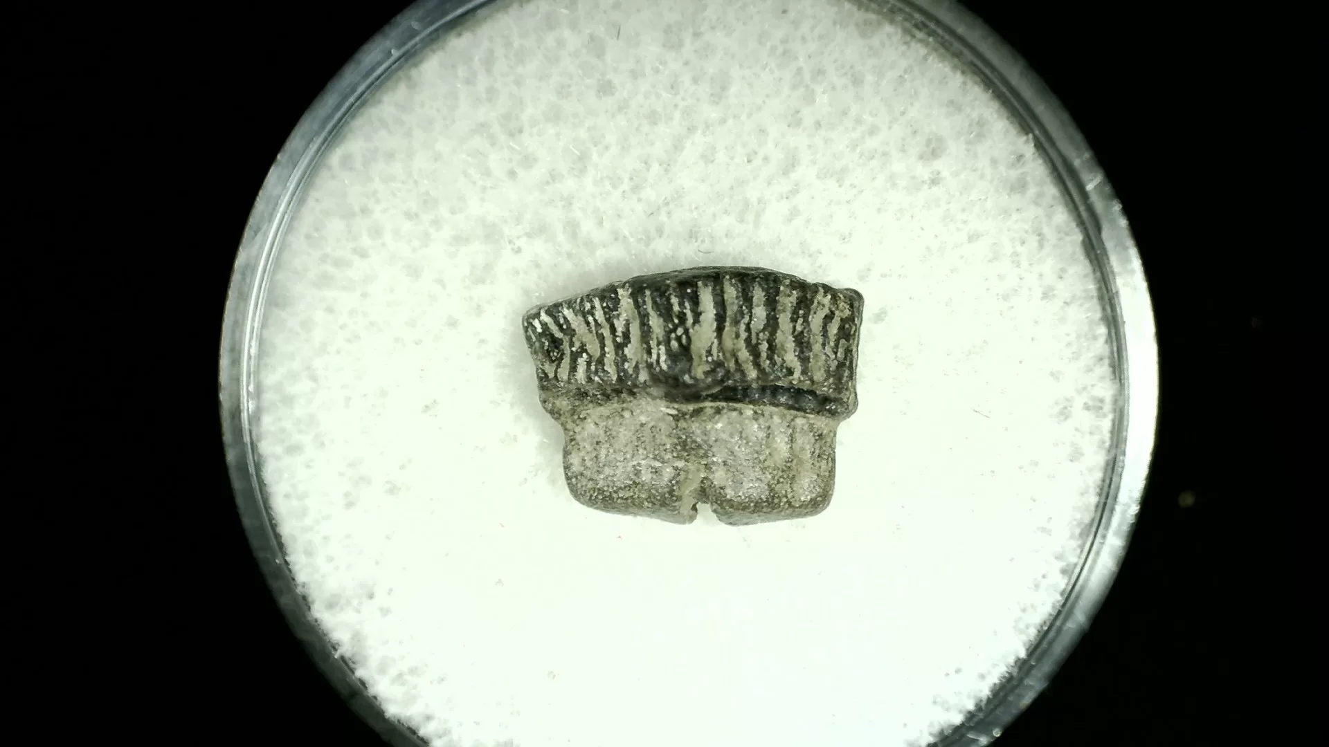 Texas Cretaceous Rhombodus Ray Tooth 12 | Fossils for Sale Genuine Cretaceous Age Rhombodus Ray Tooth Fossil for Sale from Texas #12