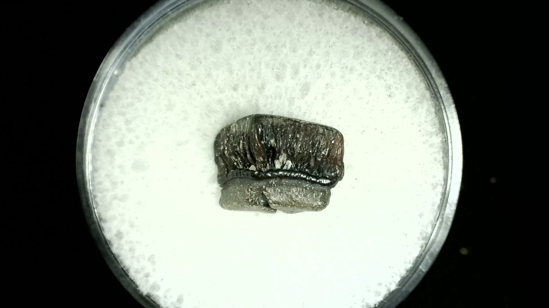 Texas Cretaceous Rhombodus Ray Tooth 13 | Fossils for Sale Genuine Cretaceous Age Rhombodus Ray Tooth Fossil for Sale from Texas #13