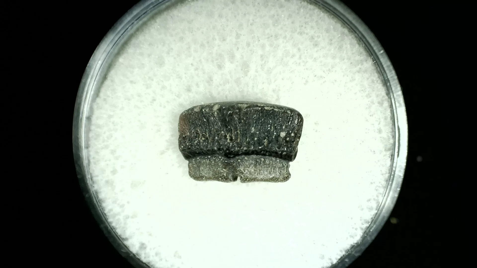 Texas Cretaceous Rhombodus Ray Tooth 13a | Fossils for Sale Genuine Cretaceous Age Rhombodus Ray Tooth Fossil for Sale from Texas #13a