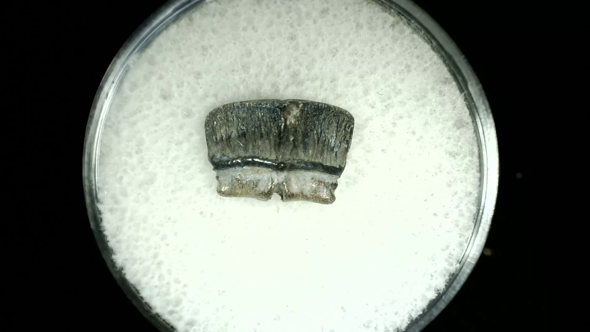 Texas Cretaceous Rhombodus Ray Tooth 14 | Fossils for Sale Genuine Cretaceous Age Rhombodus Ray Tooth Fossil for Sale from Texas #14