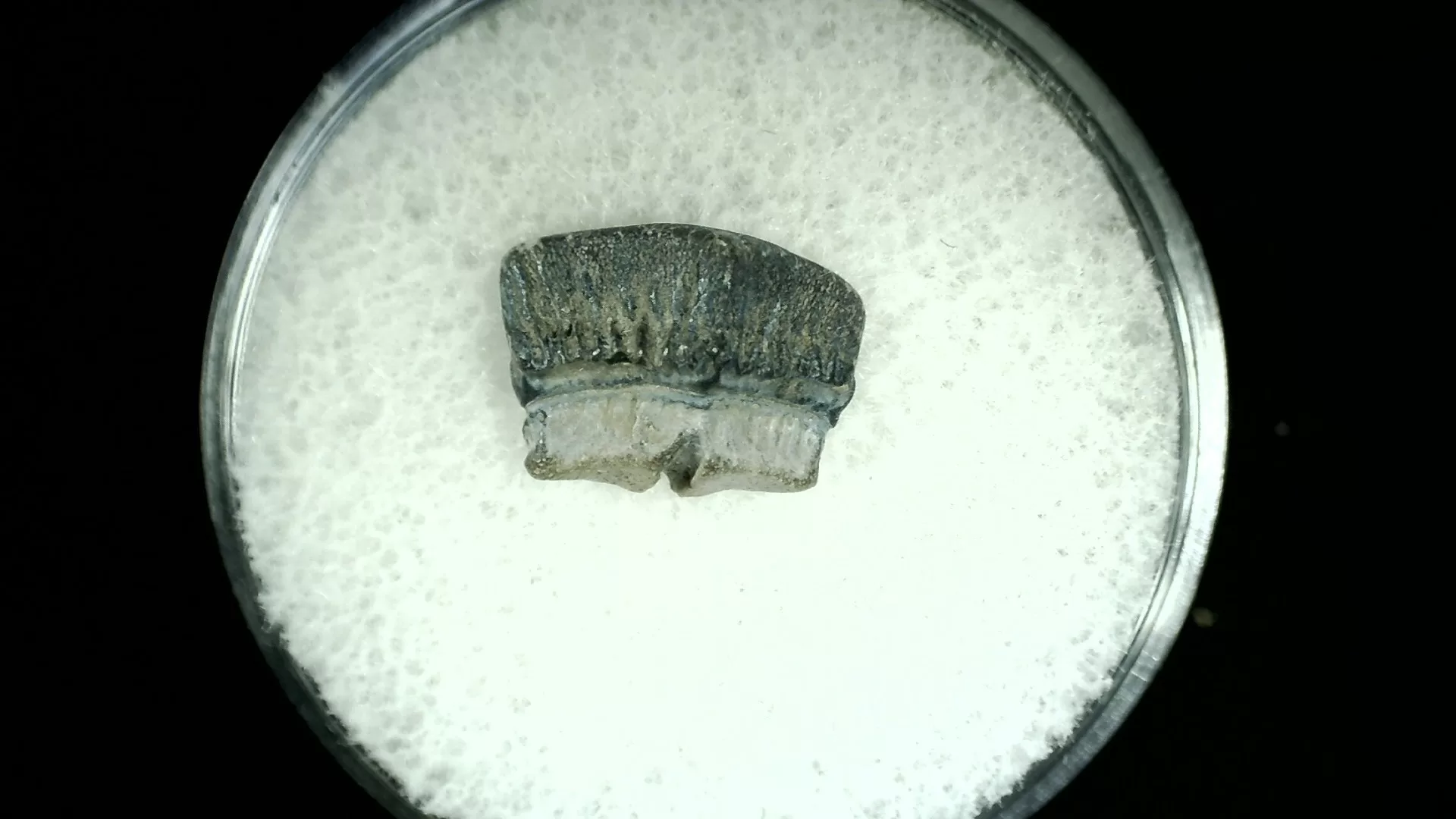Texas Cretaceous Rhombodus Ray Tooth 14a | Fossils for Sale Genuine Cretaceous Age Rhombodus Ray Tooth Fossil for Sale from Texas #14a
