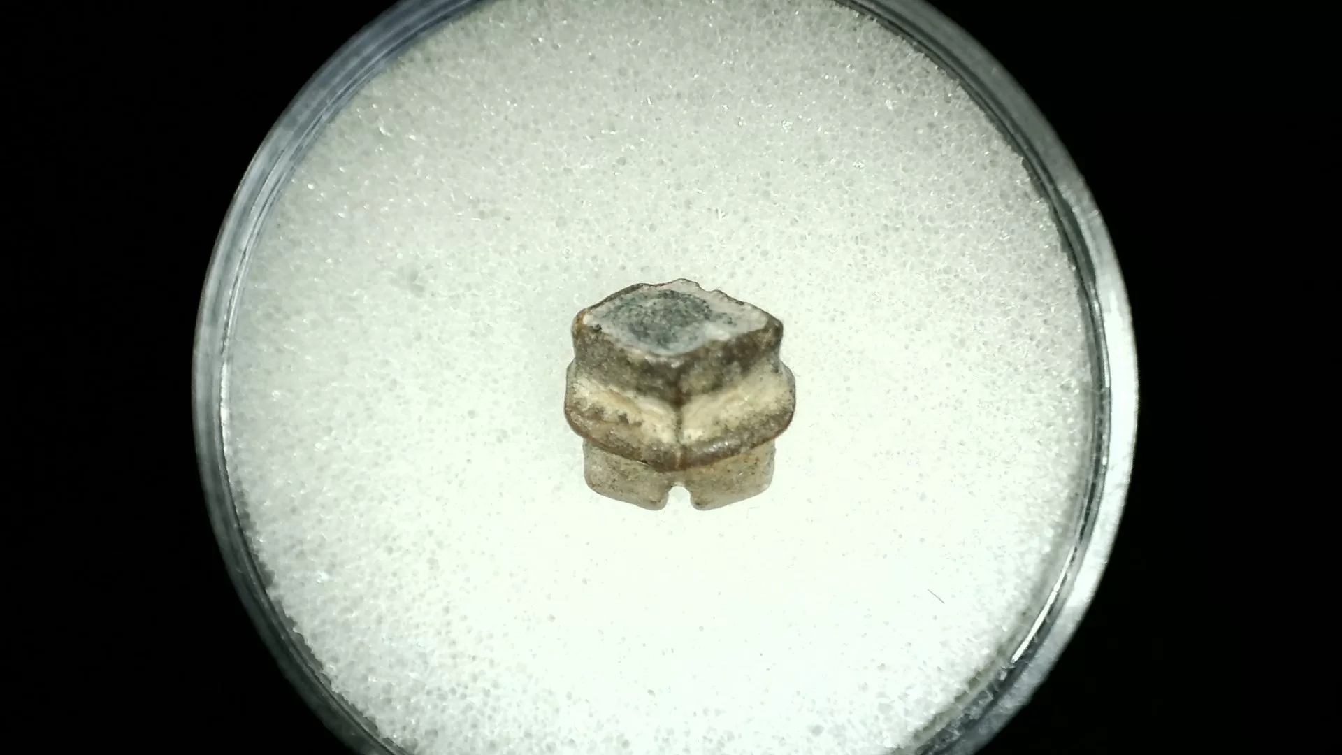 Texas Cretaceous Rhombodus Ray Tooth 17 | Fossils for Sale Genuine Cretaceous Age Rhombodus Ray Tooth Fossil for Sale from Texas #17