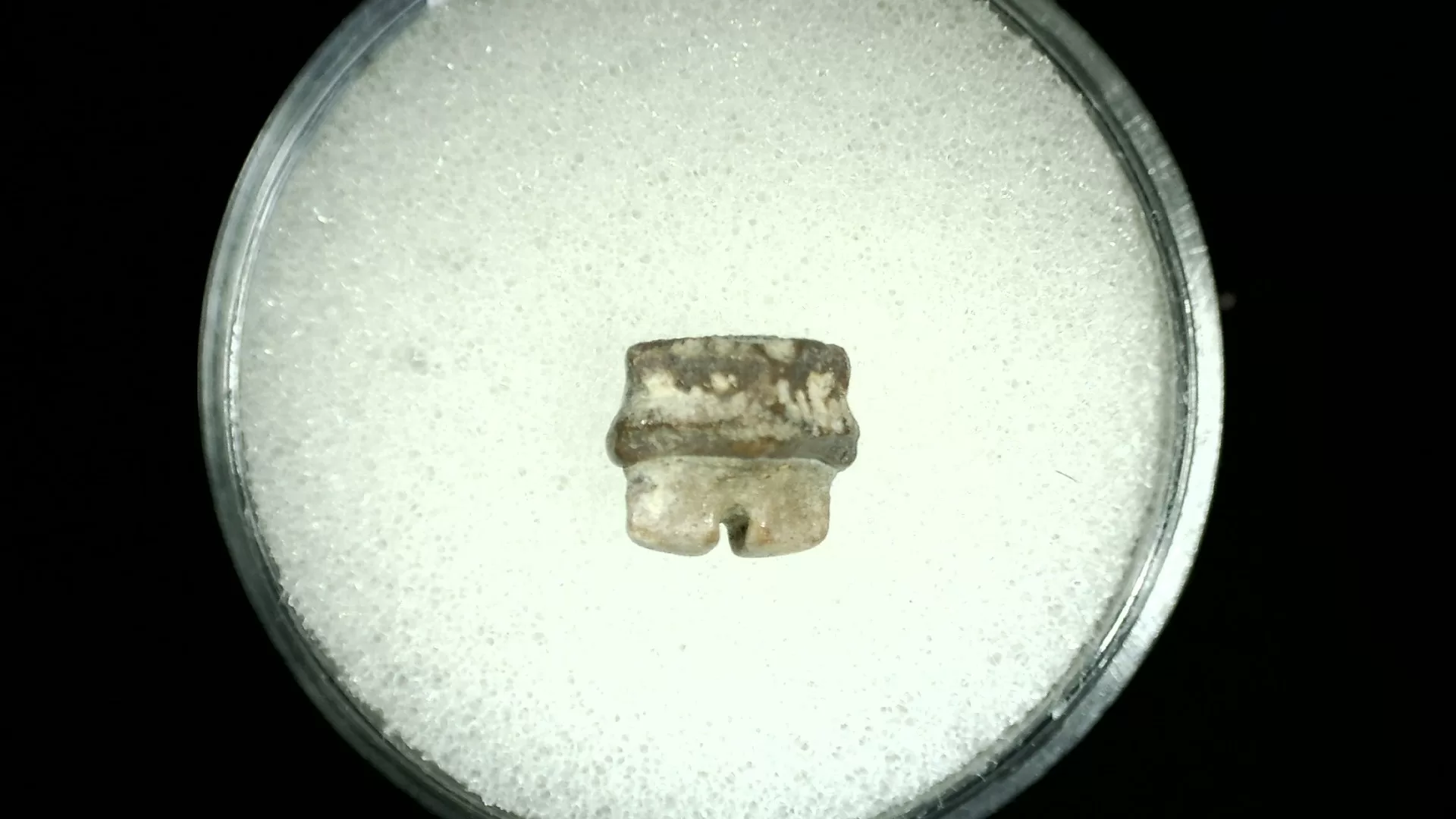 Texas Cretaceous Rhombodus Ray Tooth 17a | Fossils for Sale Genuine Cretaceous Age Rhombodus Ray Tooth Fossil for Sale from Texas #17a