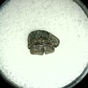 Genuine Cretaceous Age Rhombodus Ray Tooth Fossil for Sale from Texas #2