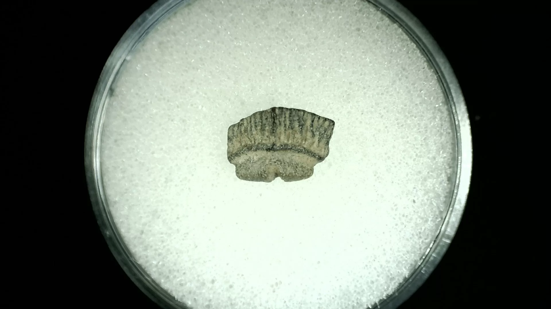 Texas Cretaceous Rhombodus Ray Tooth 20a | Fossils for Sale Genuine Cretaceous Age Rhombodus Ray Tooth Fossil for Sale from Texas #20a