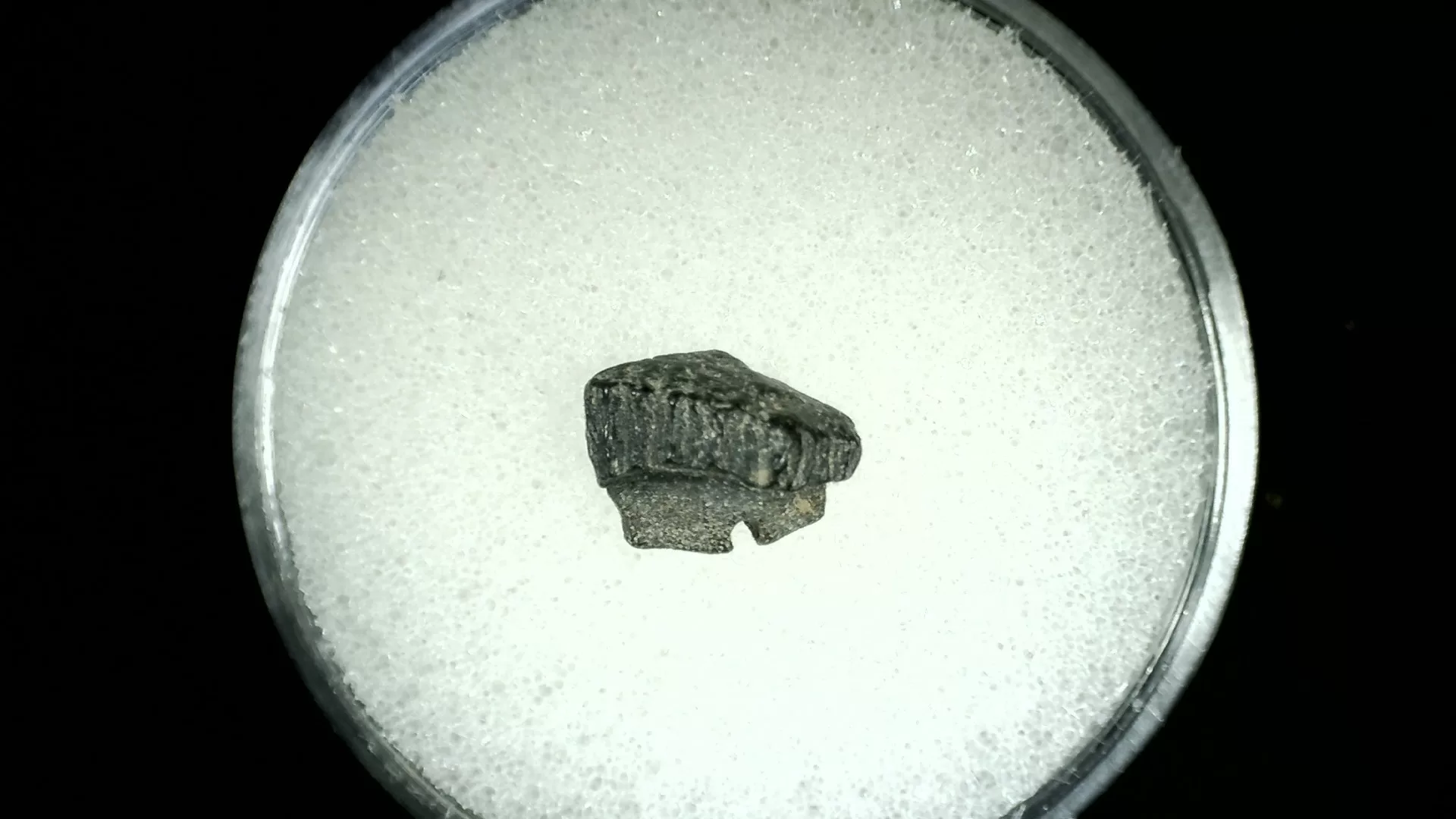 Texas Cretaceous Rhombodus Ray Tooth 25a | Fossils for Sale Genuine Cretaceous Age Rhombodus Ray Tooth Fossil for Sale from Texas #25a