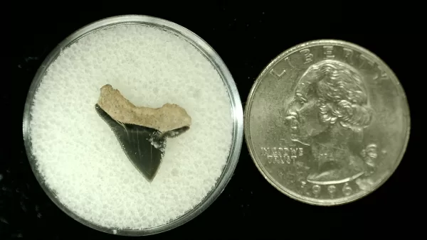 Genuine Cretaceous Age Squalicorax Shark Tooth From Texas For Sale #13