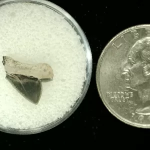 Genuine Cretaceous Age Squalicorax Shark Tooth From Texas For Sale #14