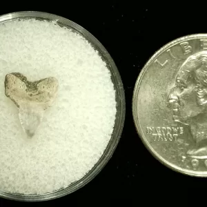 Genuine Cretaceous Age Squalicorax Shark Tooth From Texas For Sale #15