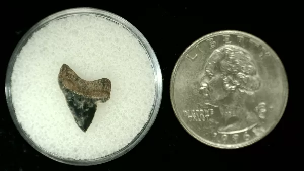 Genuine Cretaceous Age Squalicorax Shark Tooth From Texas For Sale #32