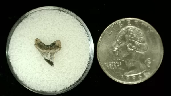 Genuine Cretaceous Age Squalicorax Shark Tooth From Texas For Sale #36