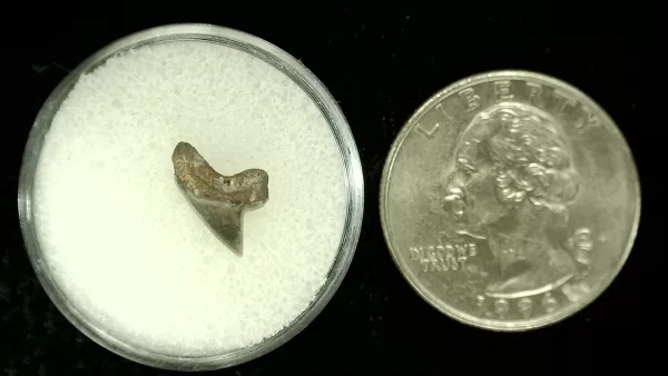 Genuine Cretaceous Age Squalicorax Shark Tooth From Texas For Sale #37