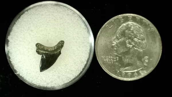 Genuine Cretaceous Age Squalicorax Shark Tooth From Texas For Sale #4