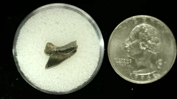 Genuine Cretaceous Age Squalicorax Shark Tooth From Texas For Sale #43