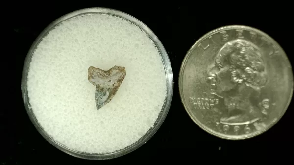 Genuine Cretaceous Age Squalicorax Shark Tooth From Texas For Sale #44