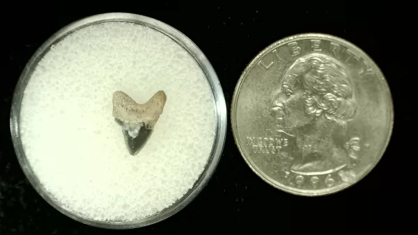 Genuine Cretaceous Age Squalicorax Shark Tooth From Texas For Sale #5