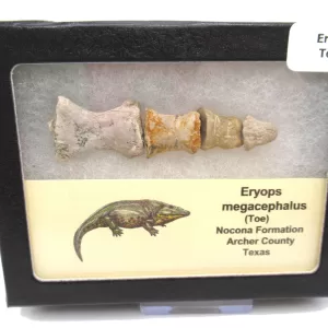 Genuine Permian Age Eryops megacephalus Toe From Texas For Sale #1