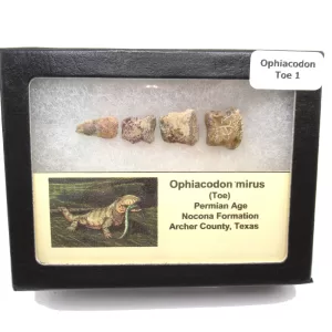 Genuine Permian Age Ophiacodon mirus Toe From Texas For Sale #1