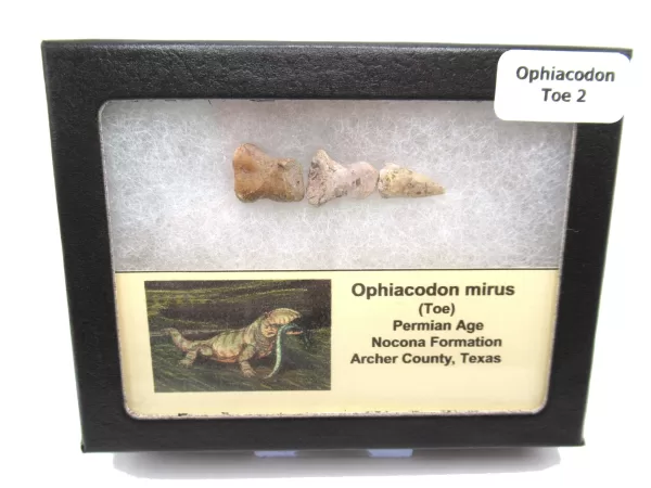 Genuine Permian Age Ophiacodon mirus Toe From Texas For Sale #2