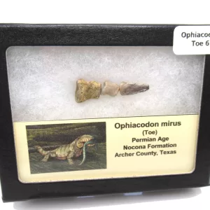 Genuine Permian Age Ophiacodon mirus Toe From Texas For Sale #6