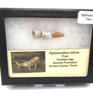 Genuine Permian Age Ophiacodon mirus Toe From Texas For Sale #7