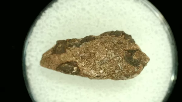 Genuine Permian Age Reptile Coprolite Fossil for Sale from Texas #17