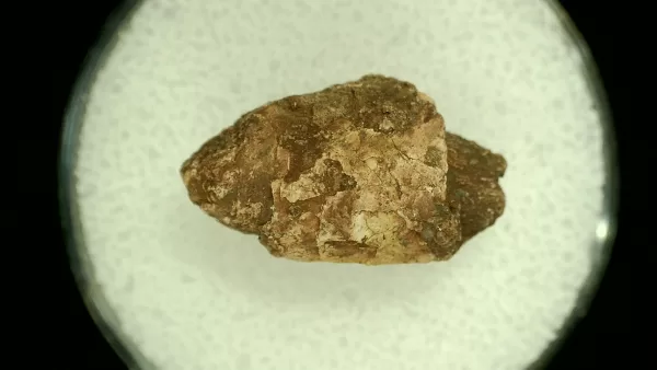 Genuine Permian Age Reptile Coprolite Fossil for Sale from Texas #20